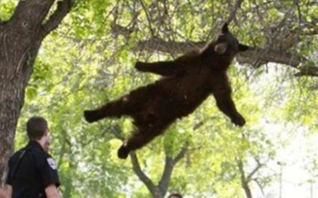 How Australia's drop bear came to be its most deadly -- and most fake --  predator