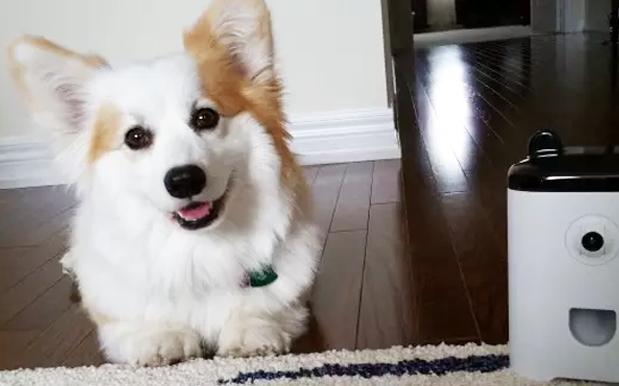 how soon can you give a puppy a bath your will soon be able to send you selfies while you re at work pedestrian tv how soon can you give a puppy a bath your will soon be able to send you selfies while you re at work pedestrian tv