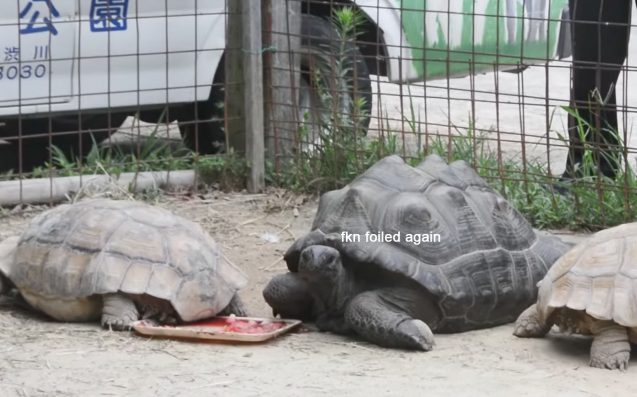 Zoo's missing giant turtle found by family in Okayama