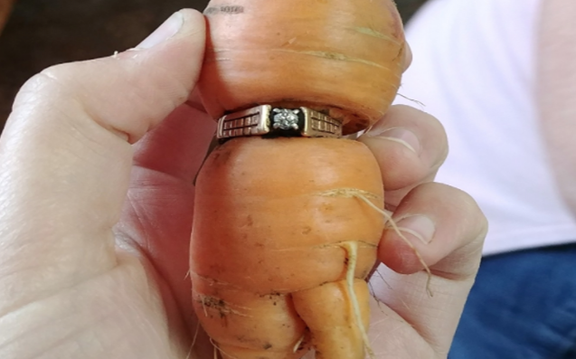 Lost Engagement Ring Turns Up 13 Years Later Wrapped Around A Carrot