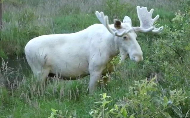 A lovely white moose was caught on tape in Sweden