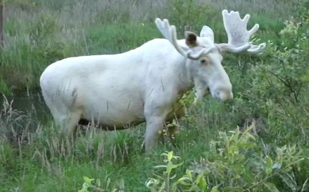 Everyone’s Baffled By This Insanely Rare White Moose Spotted In Sweden