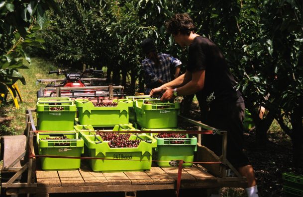 Backpackers, global students suffer widespread wage theft, report finds Backpackers, global students suffer widespread wage theft, report finds