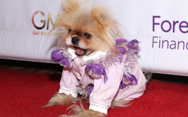 What Happened To Lisa Vanderpump S Dog Giggy What Happened To Lisa Vanderpump S Dog Giggy