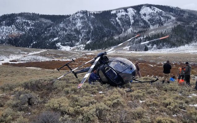Mountain Elk Dies After Leaping Onto Helicopter That Almost Captured It