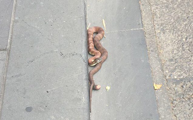 Venomous tiger snake slithers through central Melbourne