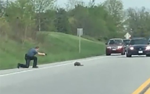 MD deputy shoots and kills groundhog trying to cross busy road MD deputy shoots and kills groundhog trying to cross busy road