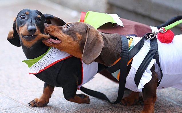 SLAYED BY SAUSAGE DOGS: Dachshunds maul woman to death